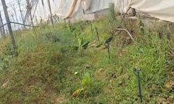 Alanya'da üreticiden elektrik isyanı: “Bir kıvılcım felaket getirir”