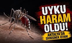 Kepez'de sivrisinek ve karınca şikayetleri arttı