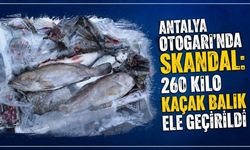 Antalya otogarında 260 kilo kaçak balık ele geçirildi