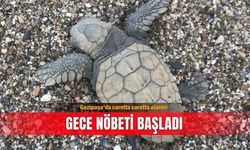 Gazipaşa'da kaplumbağa nöbeti: 699 bin TL cezası var