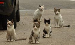 Vietnam'da et ticareti için çalınan 400 kedi kurtarıldı