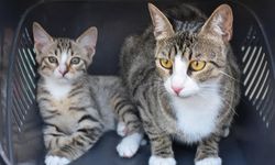 İzmir Urla'da erkek sanılan çift cinsiyetli kedi doğurdu