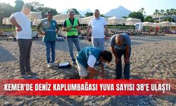 Kemer'de caretta caretta yuva sayısı 38'e yükseldi