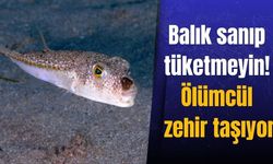 Uzmanlardan Antalya için ölümcül balon balığı uyarısı