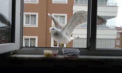Trabzon'da her gün pencereye gelen martı evin maskotu oldu