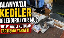 Alanya'da Kediler dilendiriliyor mu? ‘HELP’ yazılı kutular tartışma yarattı