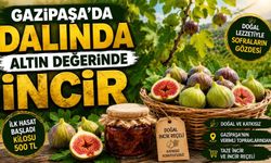 Gazipaşa’da dalında altın değerinde incir