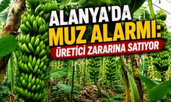 Alanya’da muz alarmı: Üretici zararına satıyor