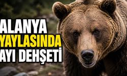Alanya yaylasında ayı d*hşeti