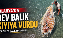 Alanya’da dev balık kıyıya vurdu: Görenler şaşkına döndü