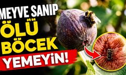 İncir ve incir arısının sıra dışı ilişkisi yeniden gündemde
