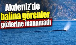 Akdeniz'de balina görenler gözlerine inanamadı