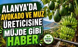 Alanya'da avokado ve muz üreticisine müjde gibi haber