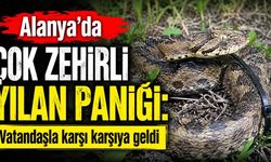 Alanya’da çok zehirli engerek yılanı paniği: Bahçede ortaya çıktı