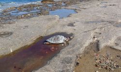 Alanya'da sahilde 2 caretta caretta ölü bulundu