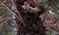 Alanya'da ağaçta mahsur kalan kediler kurtarıldı