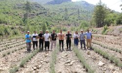 Alanya'da atıl arazi mor güzelliğe dönüştü! İlk lavanta hasadı yapıldı