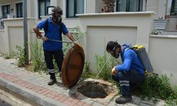 Alanya'da sivrisinekle mücadelede doğal yöntem: Gambusya balıkları