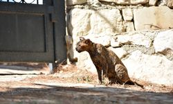 Kumluca yangınının simgesi oldu: Luna hayata tutundu