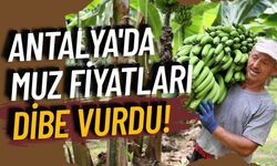 Manavgat'ta muz fiyatları 10 liraya kadar geriledi