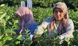 Kilosu 850 liradan satılan yaban mersininde hasat başladı