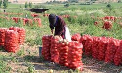 Amasya'da soğan hasadı: Tarlada kilosu 15 ile 25 lira arası