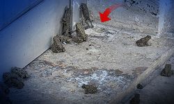 Hafik'te şiddetli yağış sonrası yolları kurbağalar kapladı