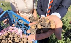 Yüksekova'da salep hasadı: Kilosu 15 bin liradan satılıyor