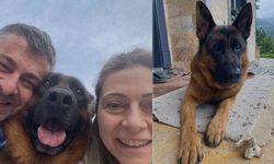 Maçka'da kayıp köpeği bulana 100 bin lira ödül