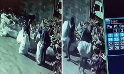 Antalya'da kedi ile yılanın tehlikeli oyunu kamerada