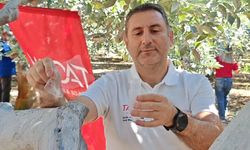 Kumluca ve Finike'de narenciye için faydalı böcek salındı