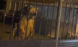 Sarıkamış'ta bahçeye giren ayılar aileyi araçta bekletti
