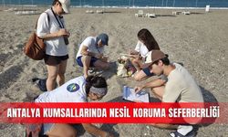 Manavgat kumsallarında caretta caretta nöbeti sonuç verdi
