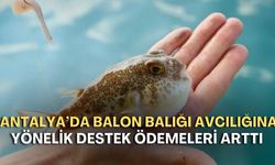 Antalya'da balon balığı avına verilen destekler artırıldı