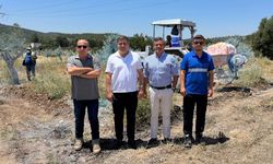 Muğla'da taşınan zeytin ağaçlarına bilimsel koruma