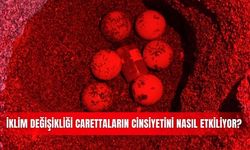 Çıralı'daki carettalar için 5 yıllık sıcaklık deneyi