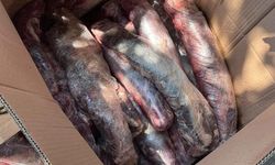 Alanya Mahmutlar'da 300 kilo şüpheli et imha edildi