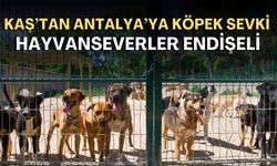 Kaş'taki köpekler Antalya'ya nakledildi, dernek tepkili