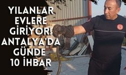 Antalya'da yılan ihbarları günde 10 vakaya ulaştı
