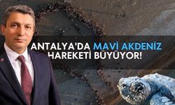 Kemer Çıralı'da caretta caretta yavruları denizle buluştu