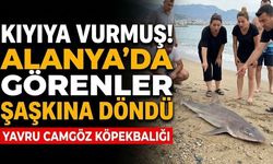 Keykubat Plajı'nda ölü yavru camgöz köpek balığı bulundu