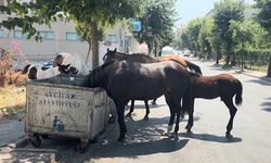 Avcılar'da başıboş atlar trafiği tehlikeye atıyor
