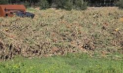 Antalya'da sera atıkları orman yangını riski yaratıyor