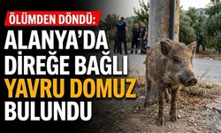 Alanya'da direğe bağlanmış yaralı yavru domuz kurtarıldı