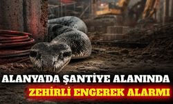 Alanya'da şantiye alanında koca engerek yılanı görüntülendi
