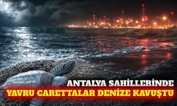 Antalya sahillerinde yavru carettalar denizle buluştu