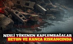 Antalya'da Nil kaplumbağalarına beton ve kanca tehdidi