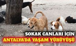 Antalya'da hayvan hakları için yaşam yürüyüşü yapılacak