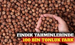 Fındık rekoltesi tahminlerinde 100 bin tonluk fark