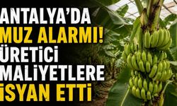 Antalya'da muz alarmı! Üretici maliyetlere isyan etti